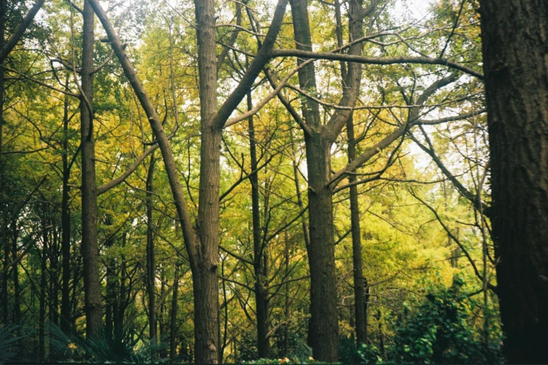 the trees have green leaves on it and are brown