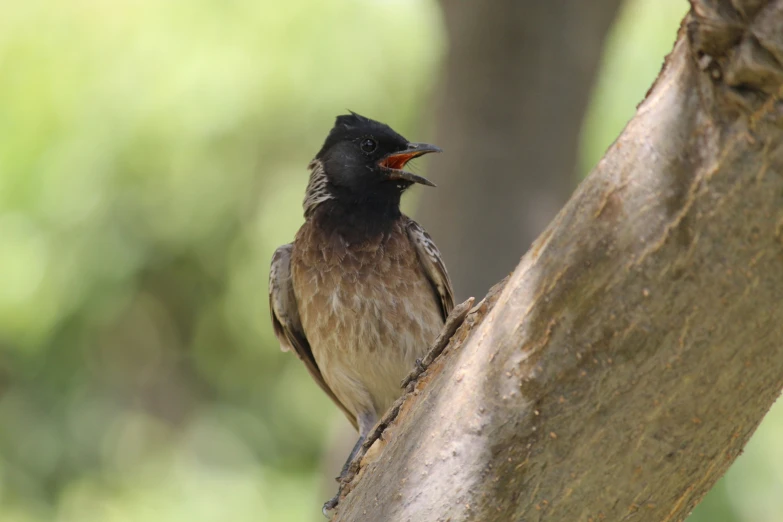 a brown bird with black head sitting on a nch