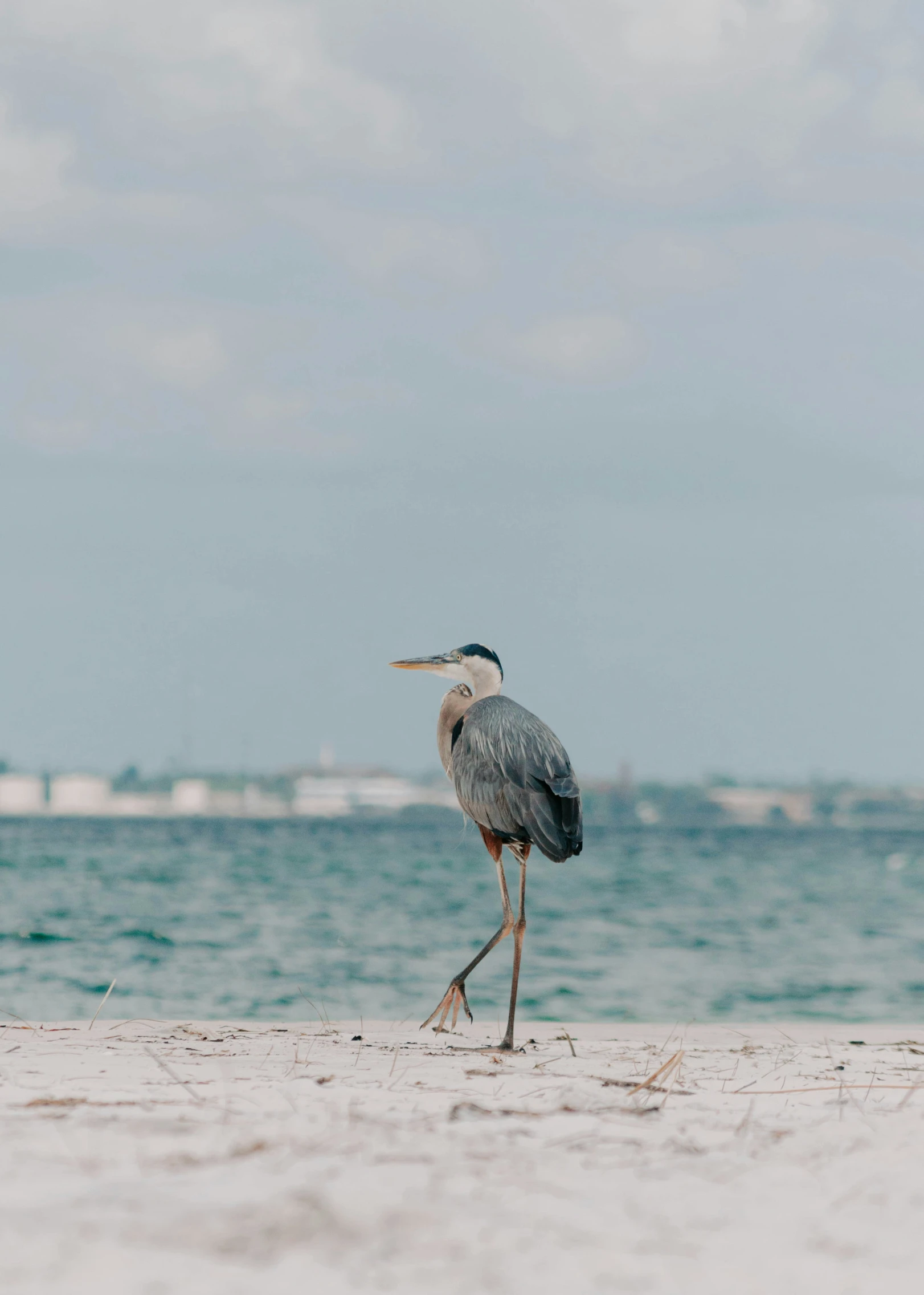 the tall bird is standing on a beach