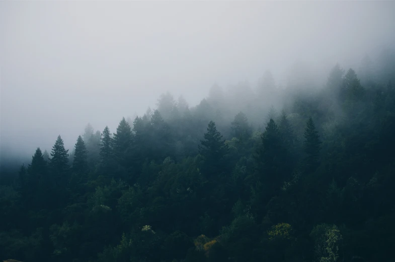 some forest in the fog and the sky
