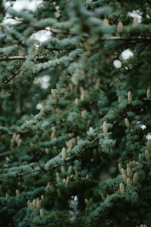 the nch of a pine tree with many tiny nches