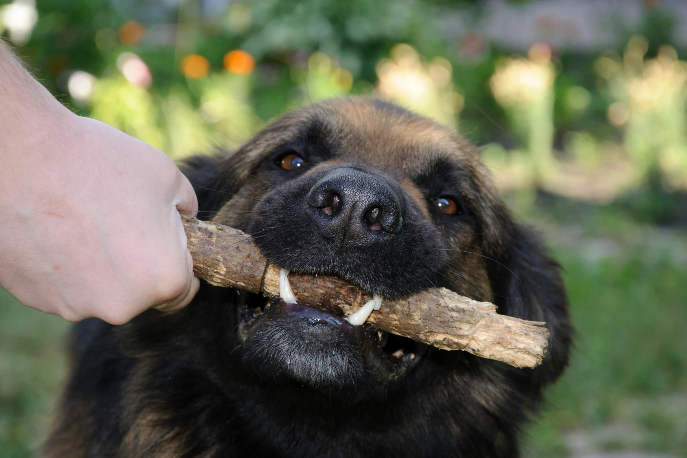 a dog sitting outside with a stick in its mouth