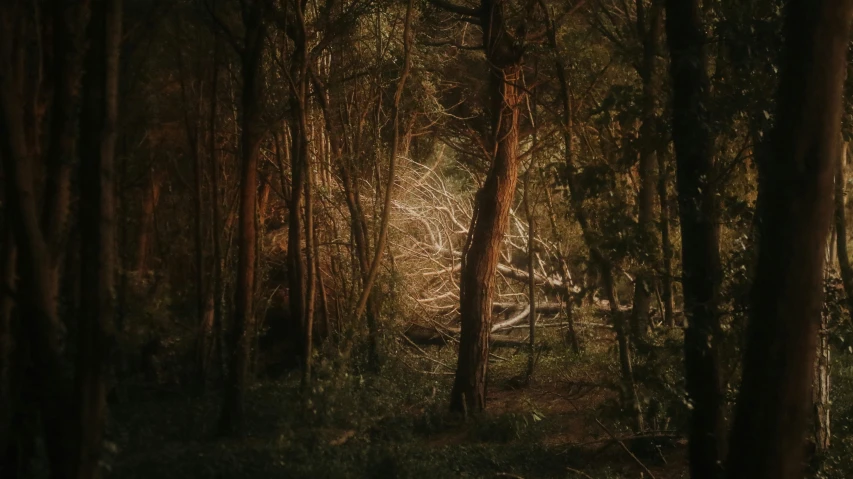 an old forest with trees and moss growing