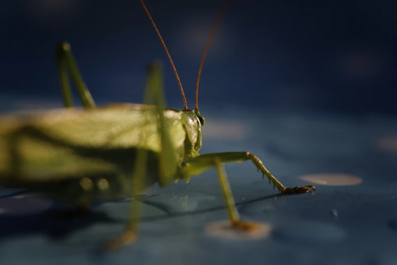 a grasshopper with a lot of antennae standing on the floor