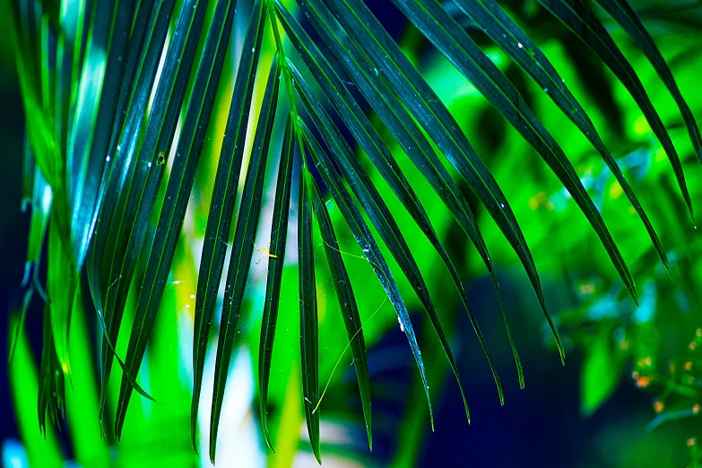 green leaves in the light of some kind of light