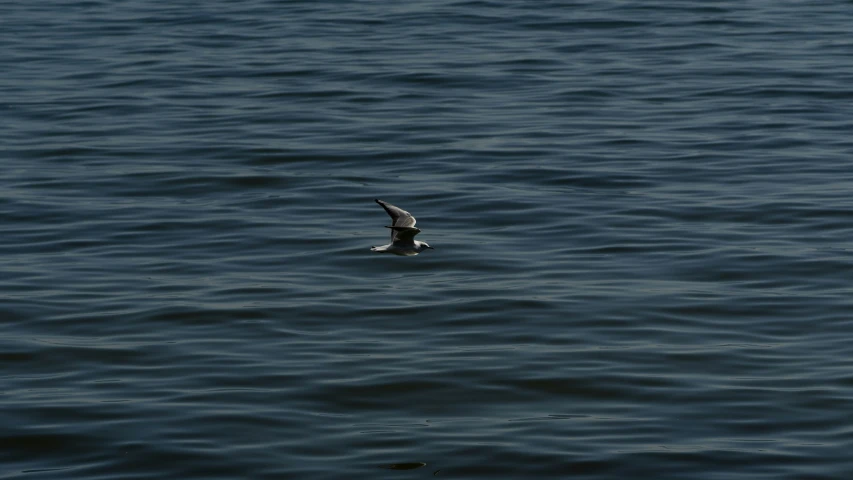 bird in water taking off from water with wings spread