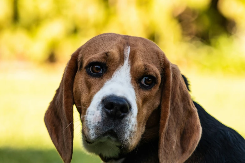 a dog is standing in a field looking up