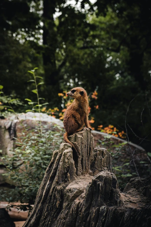 a brown bear sits on top of a tree stump