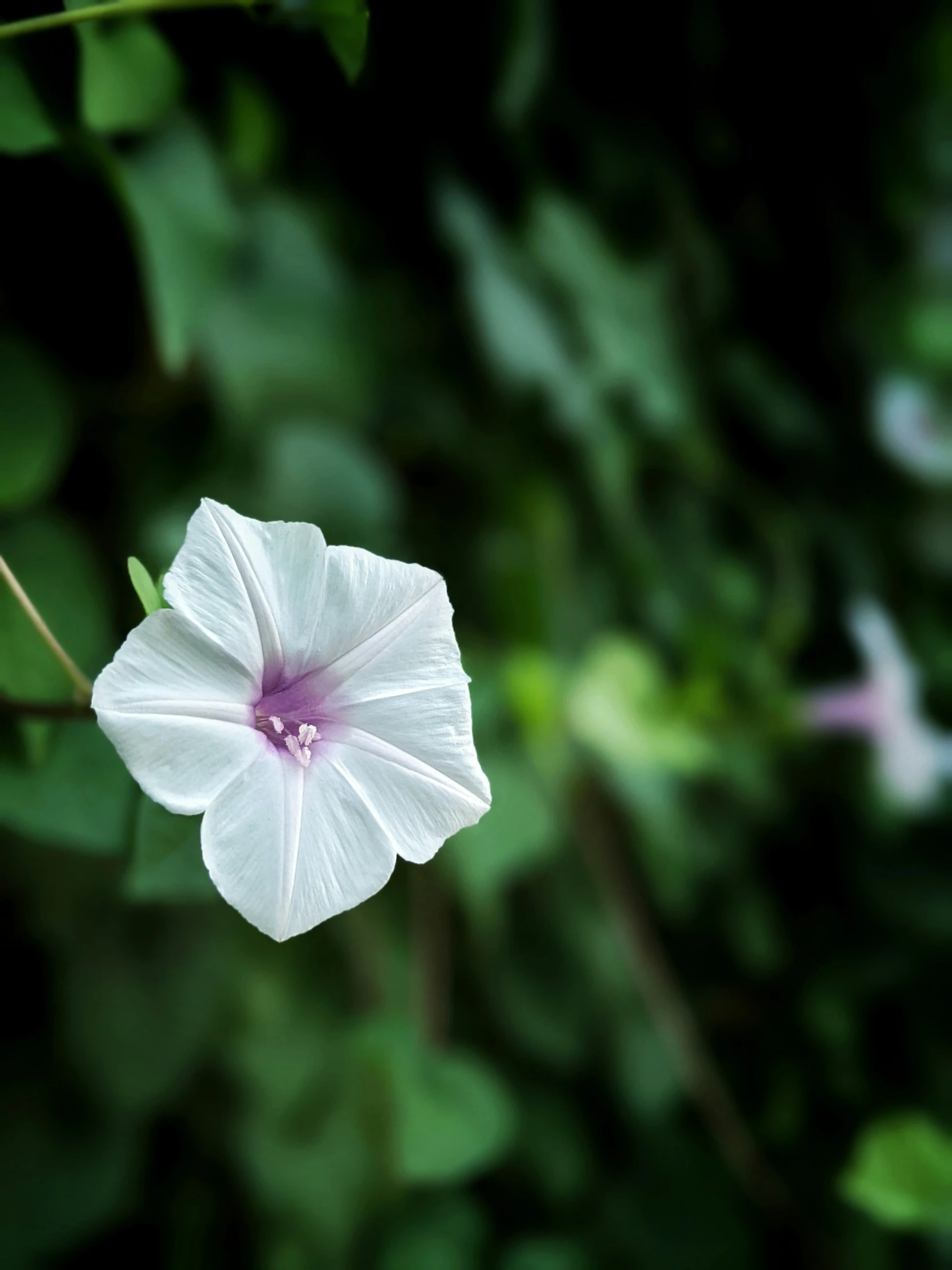 a single white flower is growing between green leaves