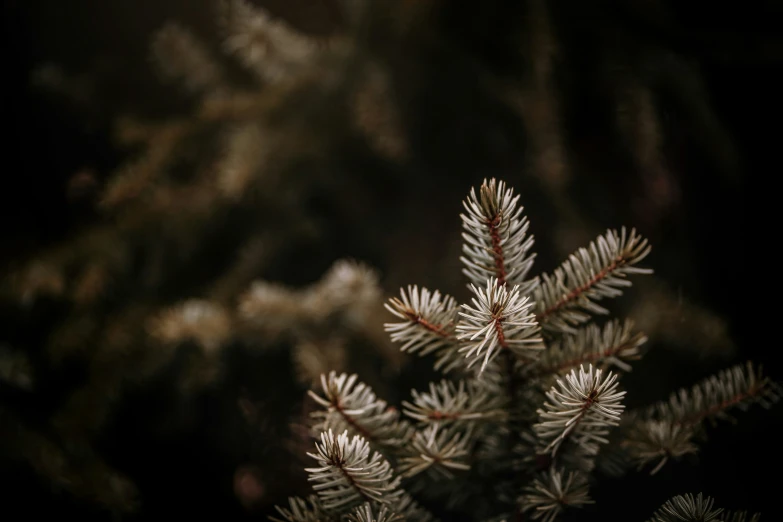 the thin nches of the pine are shown with the blurry background