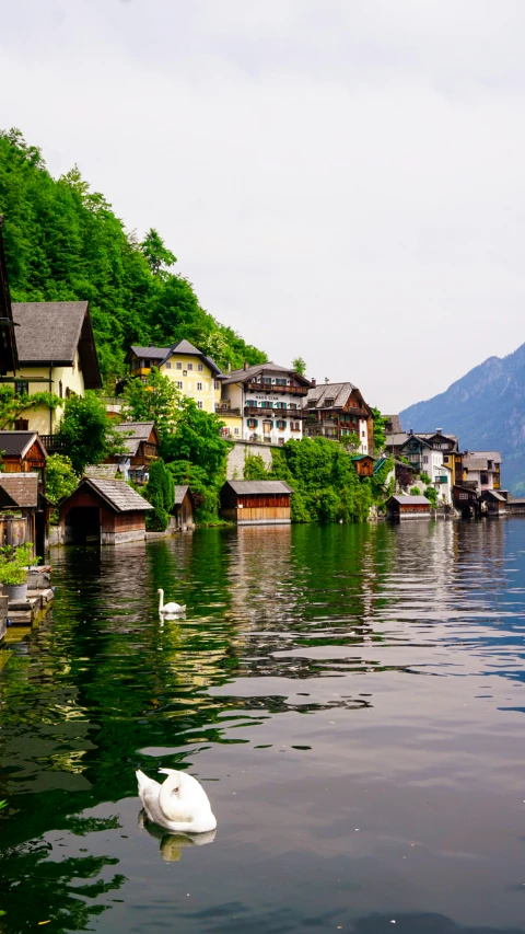 swans floating along a picturesque lake on a clear day