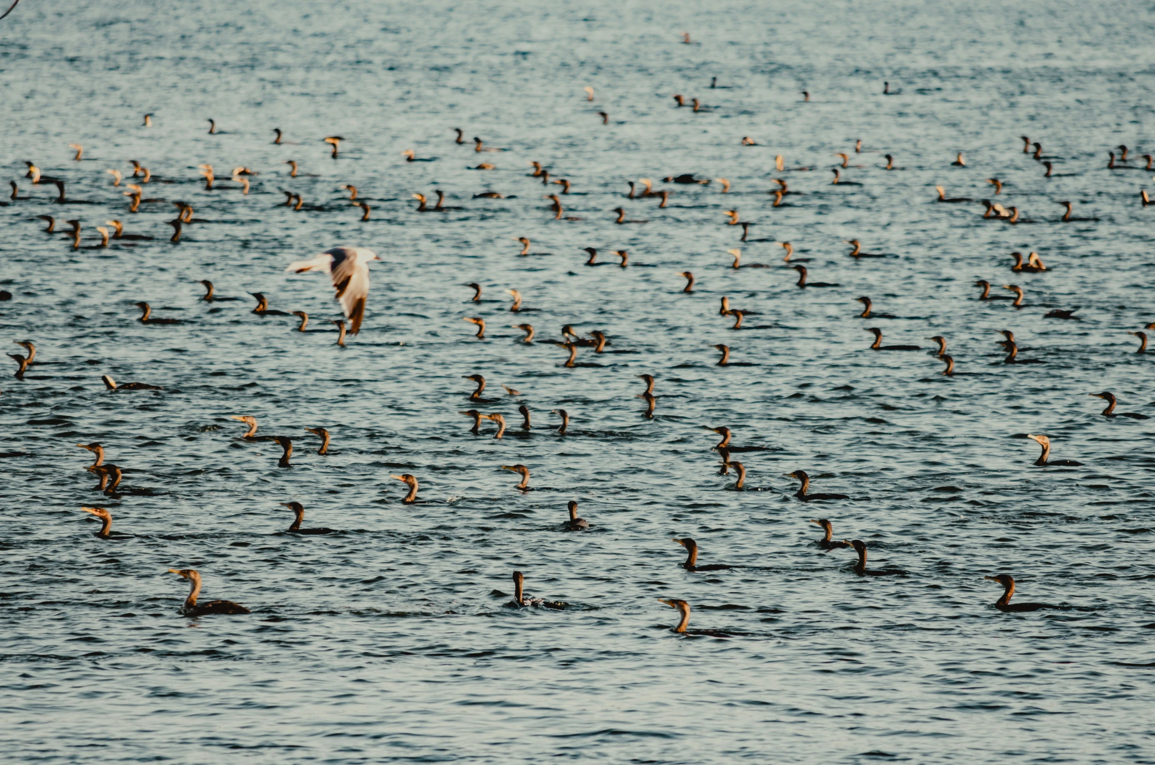 a flock of ducks float through the water