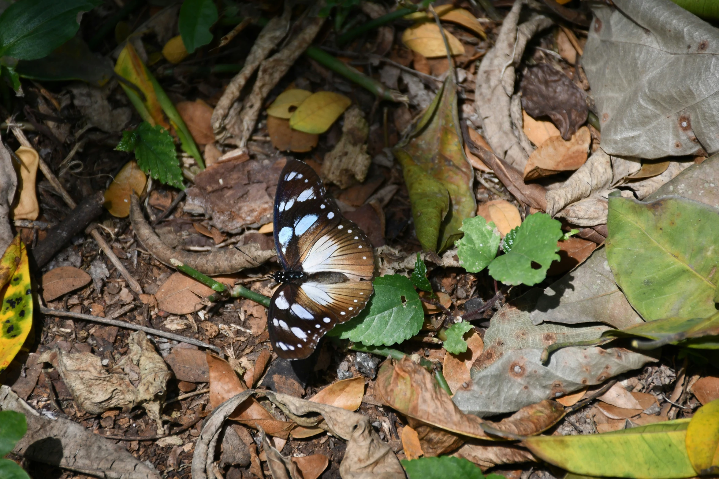 a erfly is resting on the ground surrounded by leaves