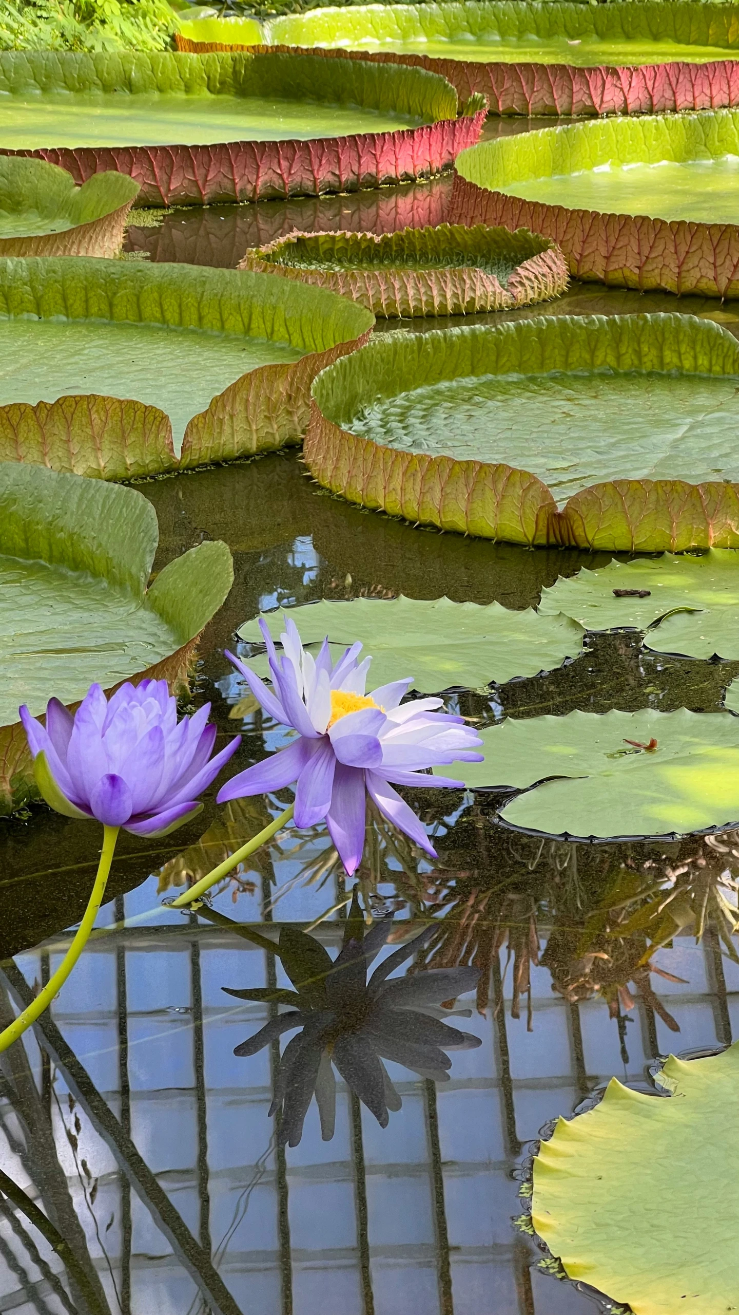 a couple of purple water lilies with leaves sitting in a pond