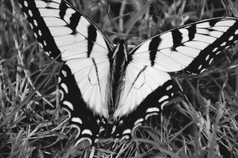 an image of a erfly that is in the grass