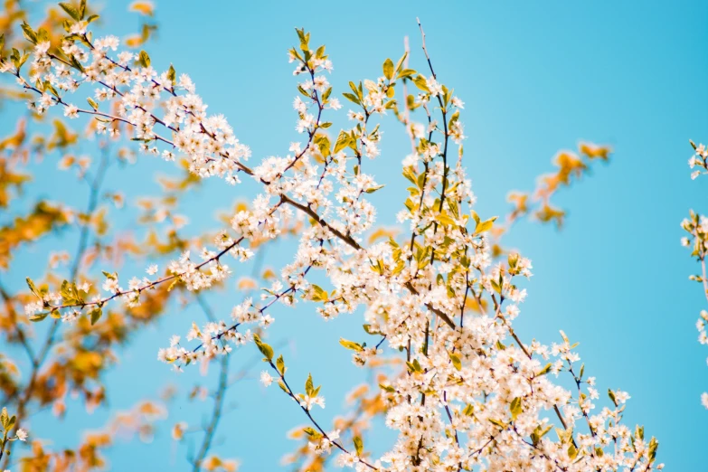 a bird sitting on top of a tree with white blossoms