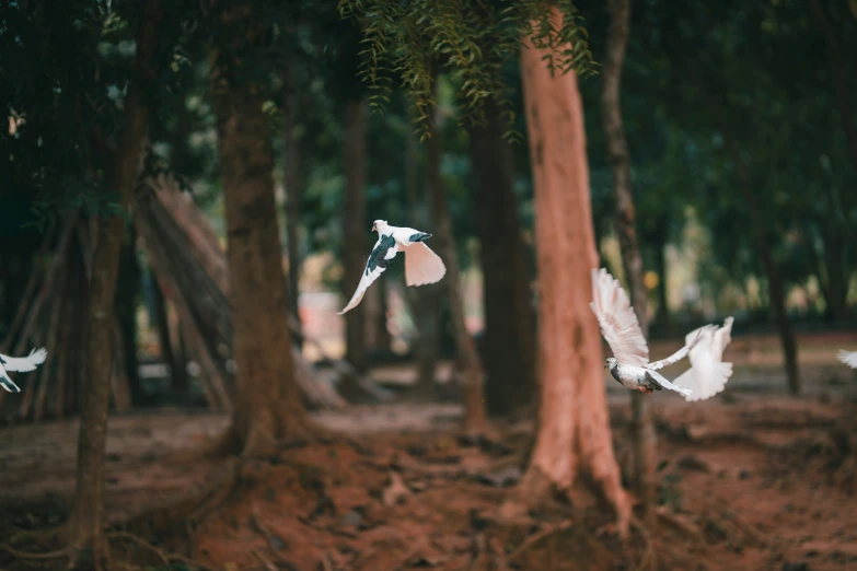 two white birds flying over some trees