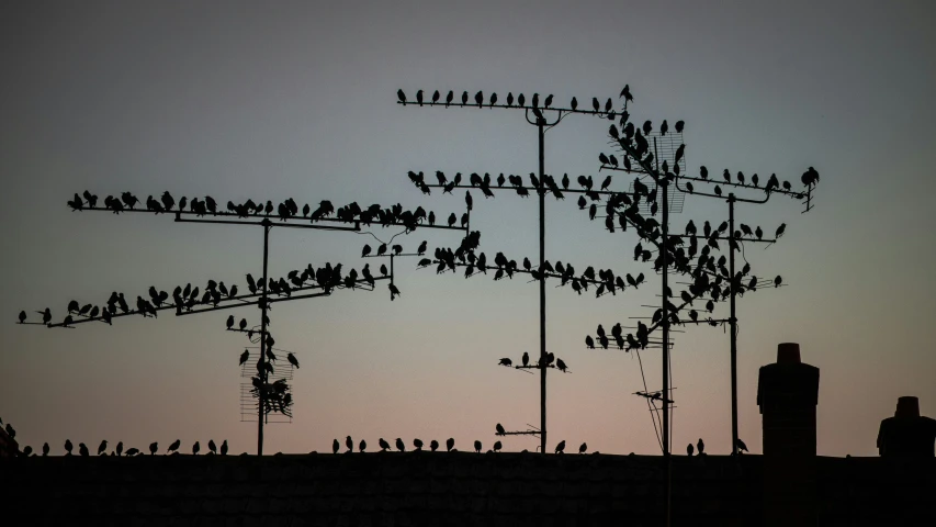 this is a silhouette of a flock of birds perched on a pole