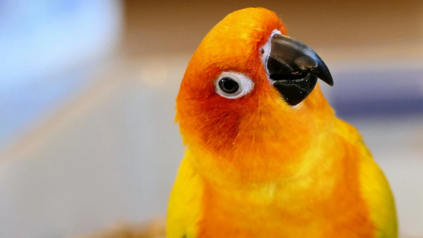 an orange bird with a black beak and eyes
