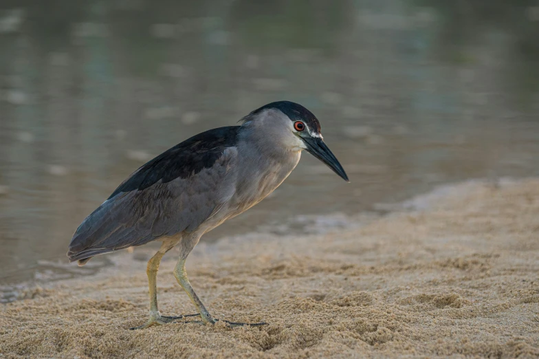 a bird standing on top of sand near the water