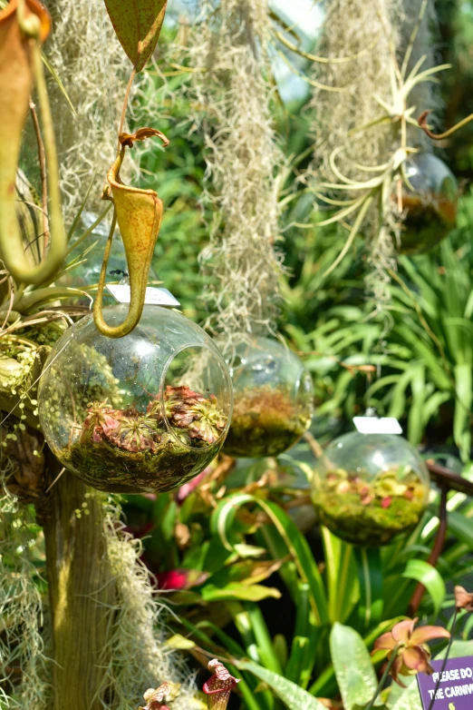 a hanging planter filled with plants and moss