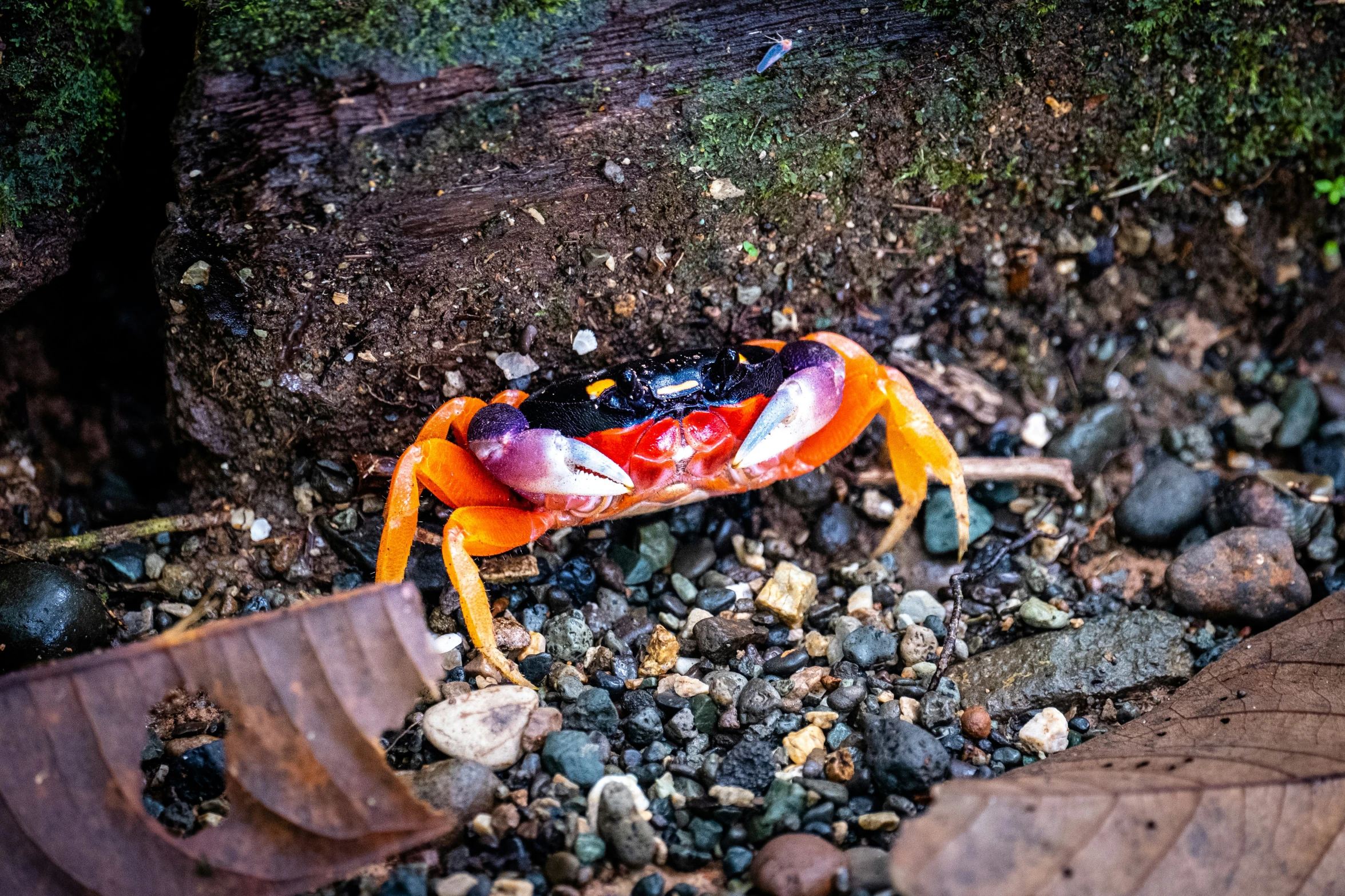 a colorful crab is walking through some leaves