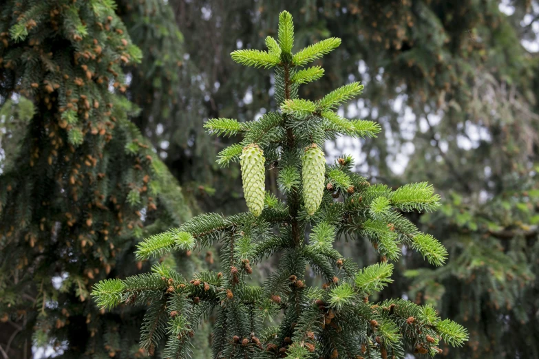 the view of a very large pine tree