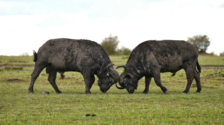 two buffalo are playing together in the grass