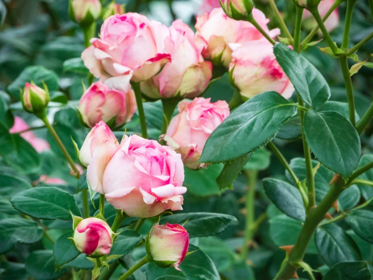 several pink flowers sitting next to each other on a lush green tree