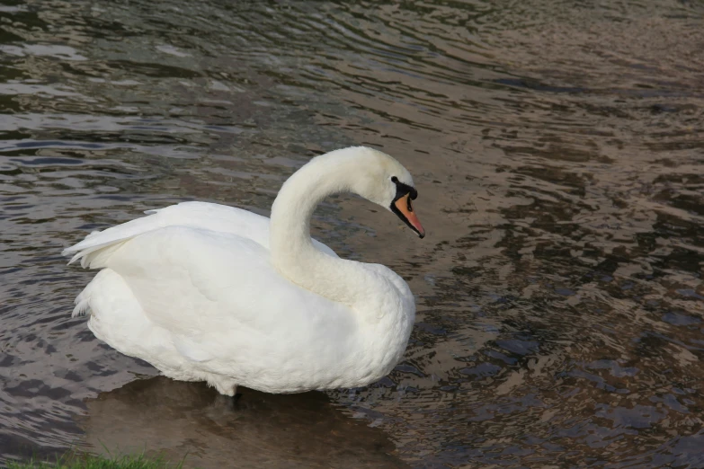 white swan floating in the middle of lake