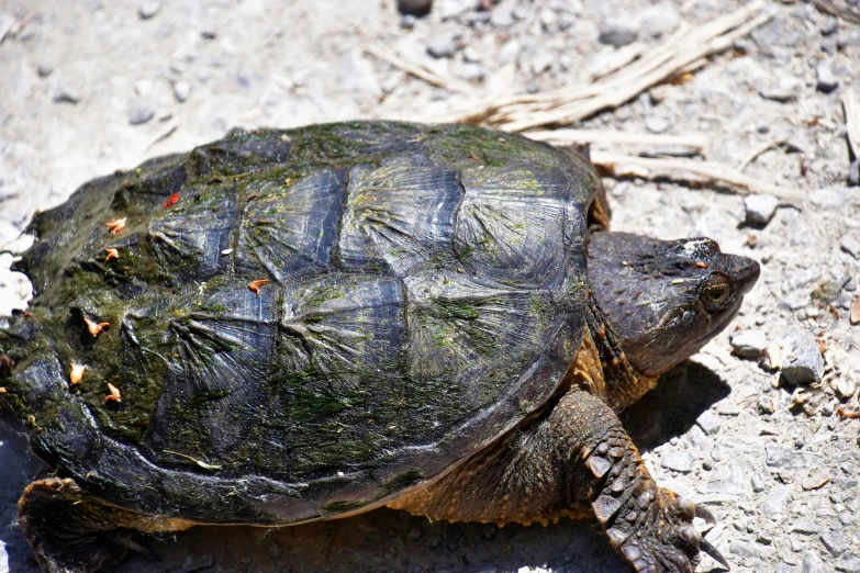 a large turtle crawling on some gravel