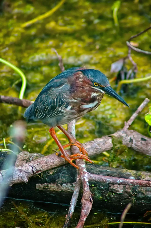 a green and red bird perched on a tree limb