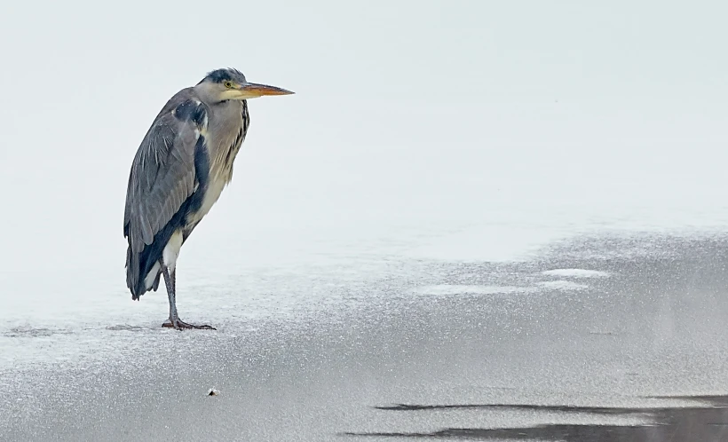 a blue bird is perched on some ice
