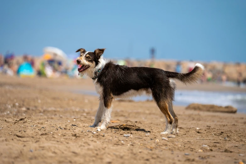 a black and white dog standing on top of a sandy beach