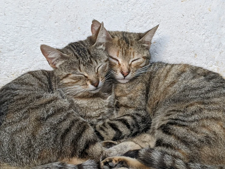 two cats are curled up next to each other sleeping