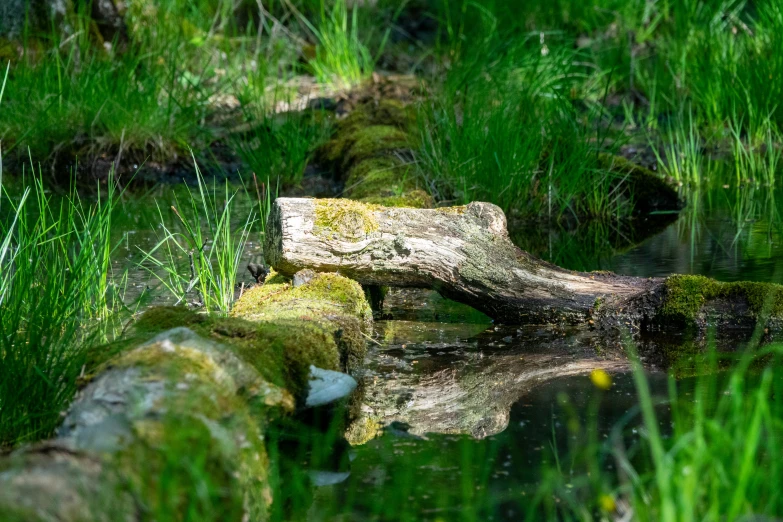 grass and trees reflected in water near the shore