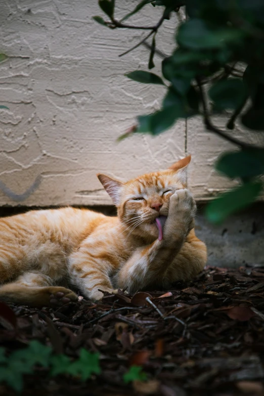 an orange cat lying in the ground yawning