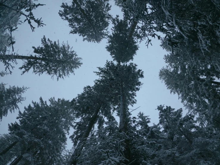 looking up at tall trees covered in snow