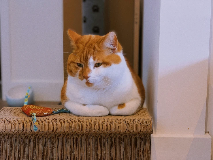 an orange and white cat sits on the step outside