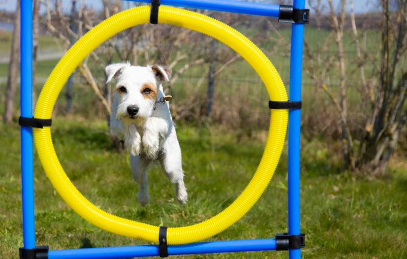 a white dog is chasing after a toy