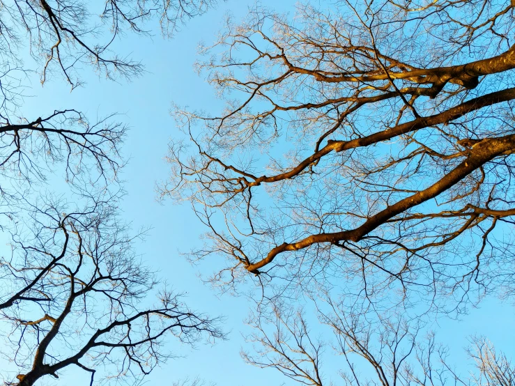 the sky above some trees looking up at nches