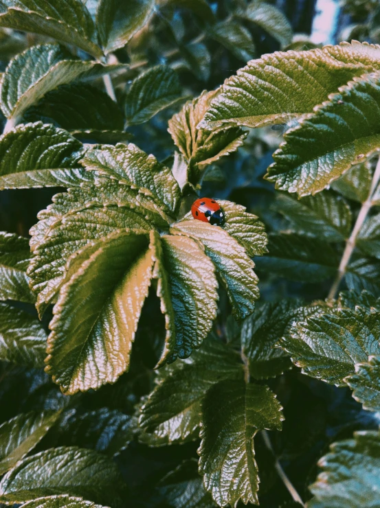 ladybug on top of a leaf in the daytime