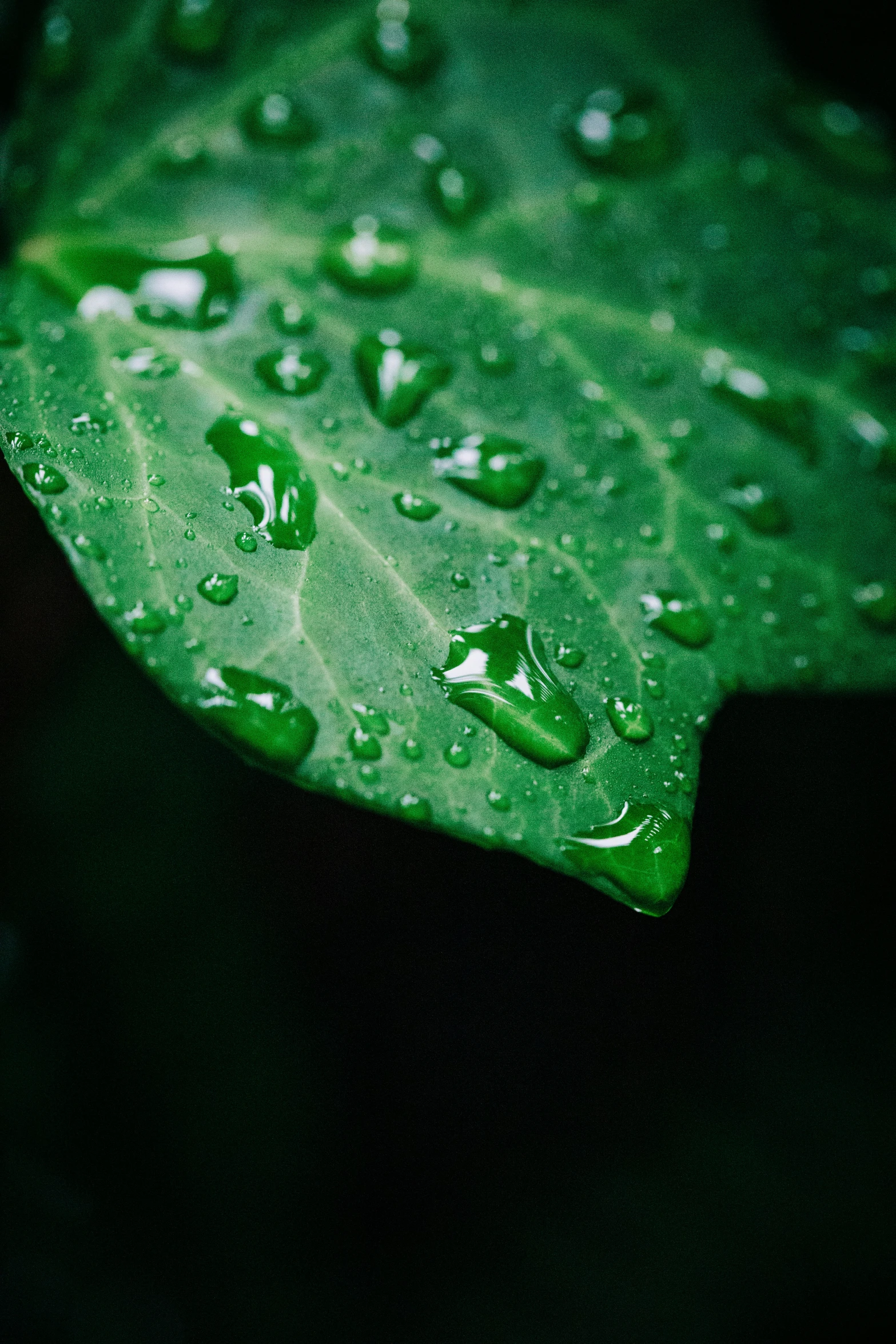 a green leaf has rain drops all over it
