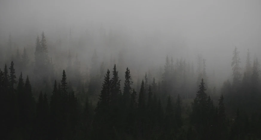 a foggy forest with tall pines and evergreens