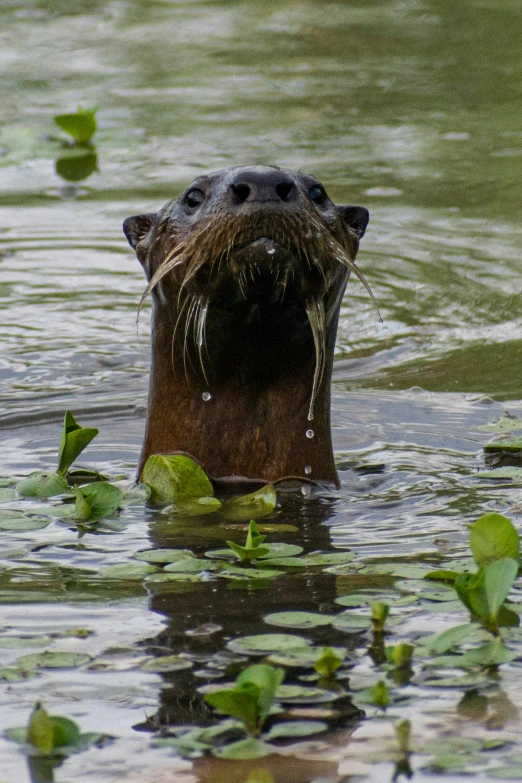 an animal in some water and plants on the side