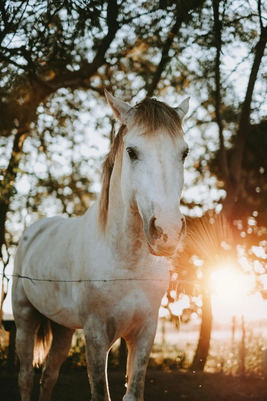 horse with white coat standing near trees at sunset