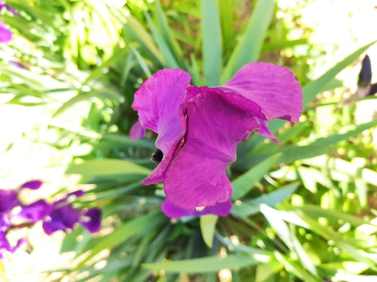 a pink flower blooming in the middle of lush green plants