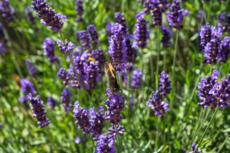 a purple flower and a black and yellow bird in the middle