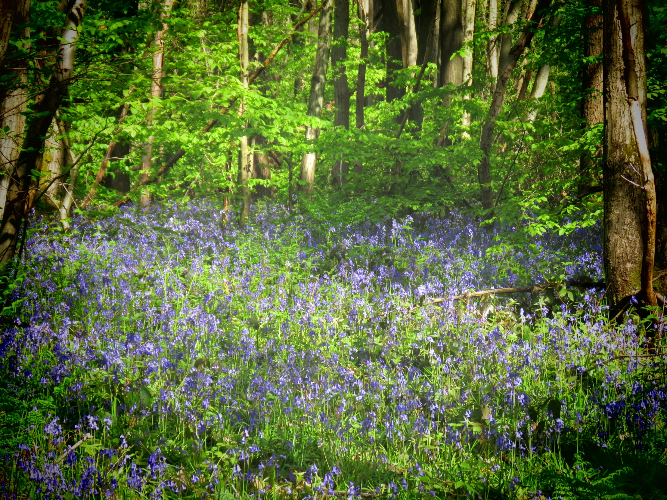 blue flowers in the forest with trees behind them