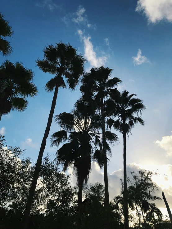 a tree line with many palm trees reaching for the sky